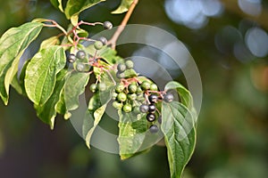 Hartriegel ()  unreif Beeren a Blätter 