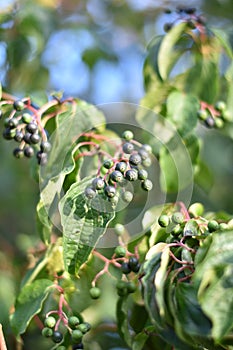 Hartriegel ()  unreif Beeren a Blätter 