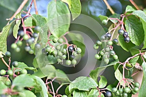 Hartriegel ()  unreif Beeren a Blätter 