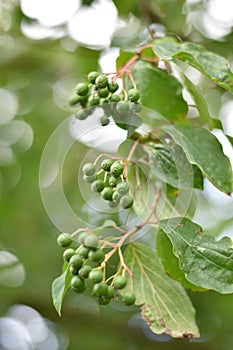 Hartriegel ()  unreif Beeren a Blätter 