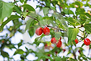 Dogwood, Dog-tree. Red berry