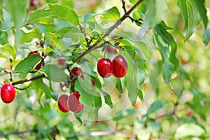 Dogwood, Dog-tree. Red berry