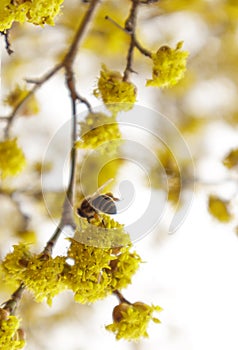 Dogwood or european cornel tree branches springtime in bloom, Cornelian cherry with yellow flowers in sunlight