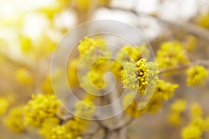 Dogwood or european cornel tree branches springtime in bloom, Cornelian cherry with yellow flowers in sunlight