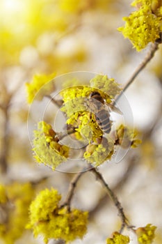 Dogwood or european cornel tree branches springtime in bloom, Cornelian cherry with yellow flowers in sunlight