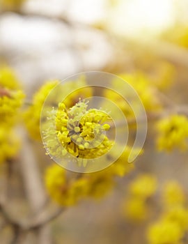 Dogwood or european cornel tree branches springtime in bloom, Cornelian cherry with yellow flowers in sunlight