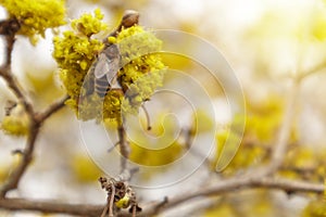 Dogwood or european cornel tree branches springtime in bloom, Cornelian cherry with yellow flowers in sunlight