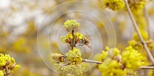 Dogwood or european cornel tree branches springtime in bloom, Cornelian cherry with yellow flowers in sunlight