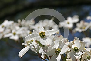 Dogwood in flower