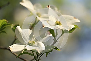 Madera del perro flor 