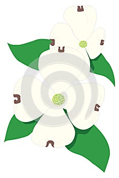 dogwood flower vector illustration transparent background