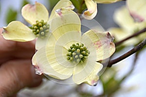 Dogwood Flowers