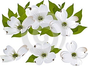 Dogwood flowers