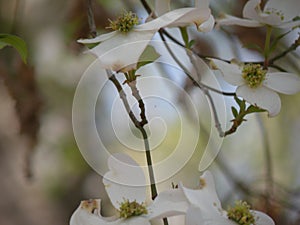 Dogwood flowers in bloom in the tree