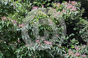 Dogwood fruits