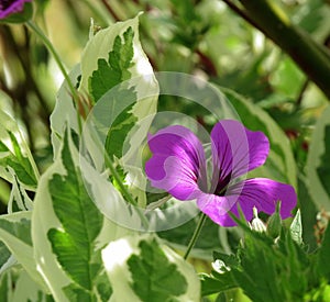 Dogwood leaves, variegated, with single wild geranium flower.