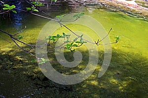 Dogwood, Merced River, Yosemite National Park