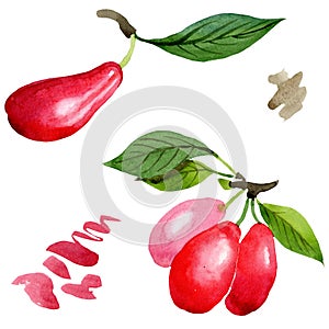 Dogwood red fruit and green leaves. Watercolor background illustration set. Isolated cornus mas illustration element.