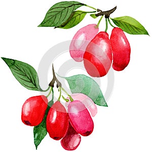 Dogwood red fruit and green leaves. Watercolor background illustration set. Isolated cornus mas illustration element.