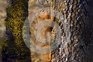 Squirrel Climbs up Dogwood Tree Trunk 02