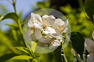 Dogwood, sweet mock orange in natural habitat. Drewnica, Zulawy, Poland