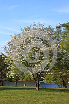 Dogwood Tree