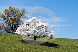 Dogwood Tree