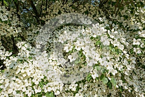 Dogwood tree in bloom in close-up