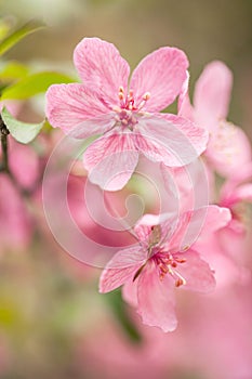 Dogwood Tree Bloom Close Up In Spring