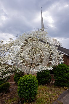 A Dogwood Tree in Bloom in Front of a Church