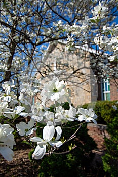 A Dogwood Tree in Bloom in Front of a Church