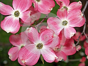 Dogwood Tree Blooms