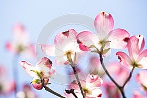 Dogwood Tree Blooms and Sky in Springtime