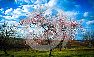 A dogwood tree blooms in spring with green grass and a blue sky filled with white clouds and other trees in the background