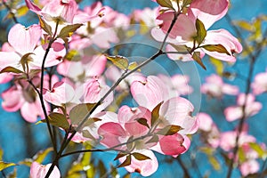 Dogwood tree blossom at springtime in park. Spring natural background.