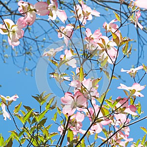 Dogwood tree blossom at springtime in park. Spring natural background.