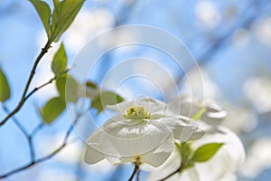 Dogwood tree blossom at springtime in park. Spring natural background.