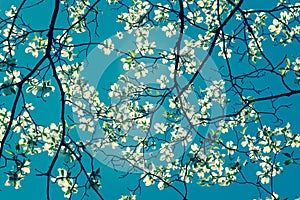 Dogwood tree blossom at springtime in park. Spring natural background in retro style.