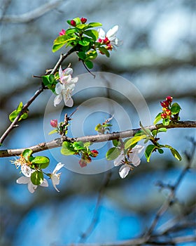 Dogwood Tree Blossoms