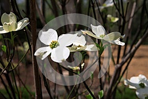 Dogwood Tree Blossoms