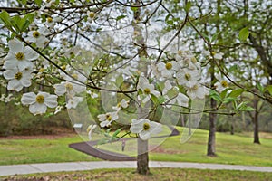 Dogwood tree blossoms in park, Moores Creek North Carolina State park