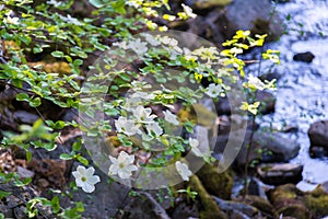 Dogwood tree with flowers near the river in spring time