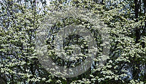 Dogwood Tree in Full Bloom