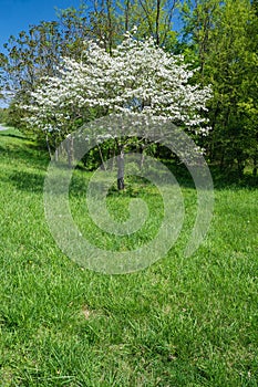 Dogwood Tree in Full Bloom