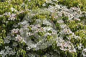 Dogwood tree in full bloom