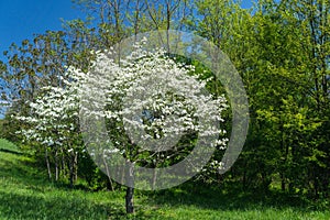 Dogwood Tree in Full Bloom