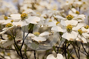 Dogwood Tree In Full Bloom In Garden