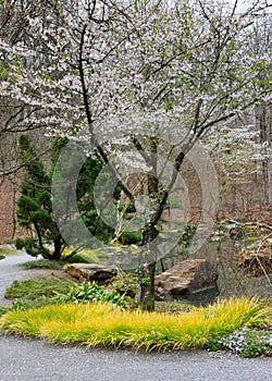 Dogwood Tree Gibbs Gardens Georgia photo