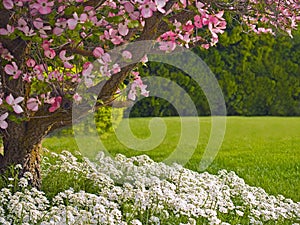 Dogwood Tree Landscape