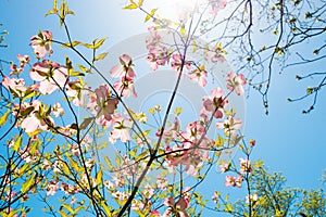 Dogwood tree pink blossom at springtime in park. Spring natural background
